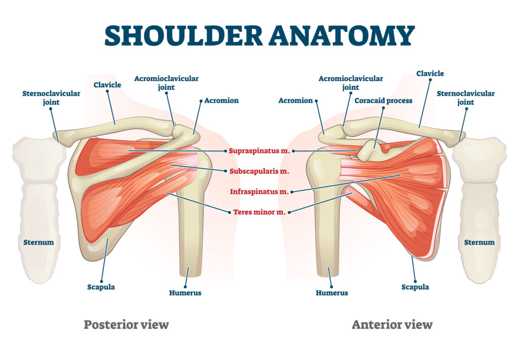 HTC - Blog - Rotator Cuff Pain - Anatomy of the shoulder